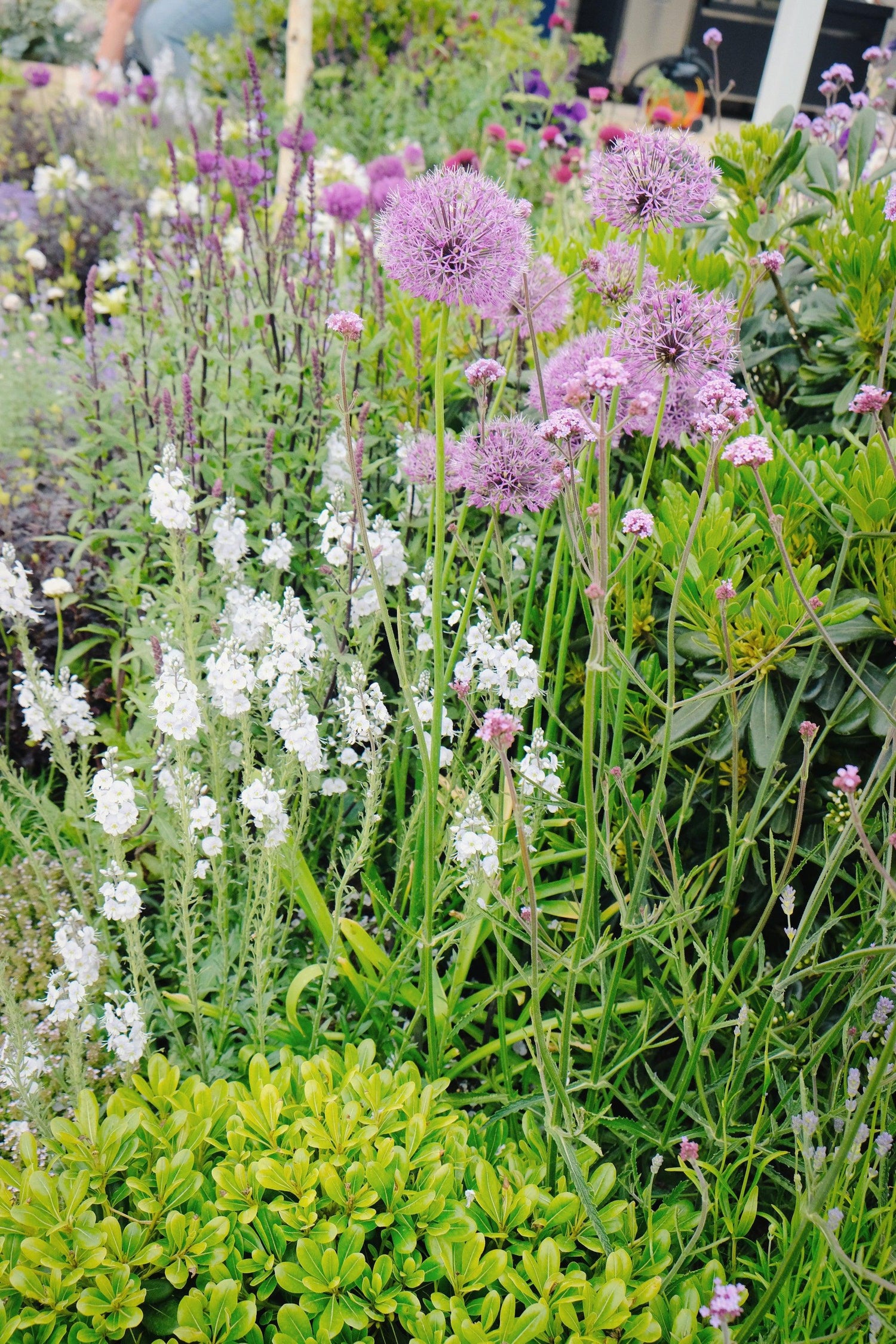 RHS_Chelsea_Flower_Show_2023_planting_by_Garden_House_Design_2 - Garden House Design